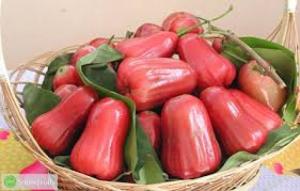 Chuyên cung cấp giống cây roi đỏ, giống cây ăn quả trên toàn quốc 0968067905