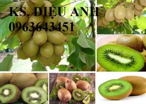 Chuyên cây nhập mới lạ: kiwi, cherry anh đào, cherry Úc, cherry chịu nhiệt, mâm xôi, phúc bồn tử