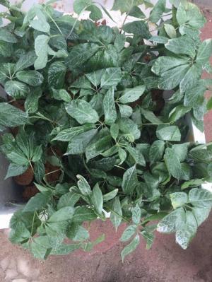 Cung cấp cây giống, hạt giống sâm ngọc linh, chuyên cây giống dược liệu