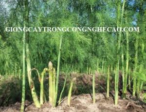 Kỹ thuật trồng và chăm sóc cây măng tây xanh 0968067905