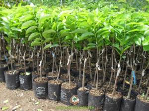 Nhà vườn giống mãng cầu xiêm năng suất cao