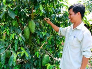 Nhà vườn giống mãng cầu xiêm năng suất cao