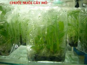 Kỹ thuật trồng và chăm sóc chuối tiêu hồng năng suất cao