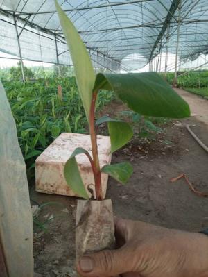 Giá trị dinh dưỡng của cây chuối đỏ Dacca