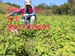 giong cay dang sam
