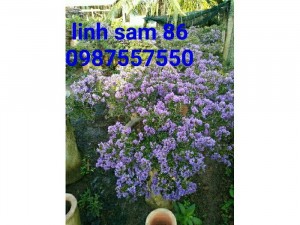 Bonsai Linh sam ,Bonsai út vũ