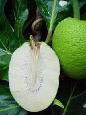 Cây Sa Kê, lợi ích dinh dưỡng của cây Sa Kê