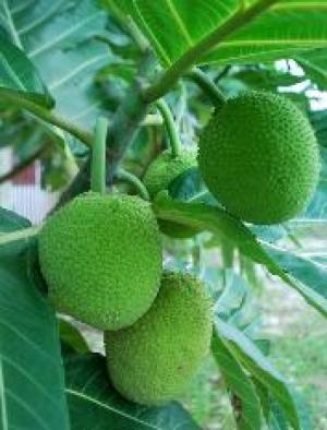 Cây Sa Kê, lợi ích dinh dưỡng của cây Sa Kê