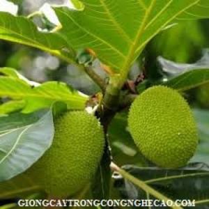 Cây Sa Kê, lợi ích dinh dưỡng của cây Sa Kê