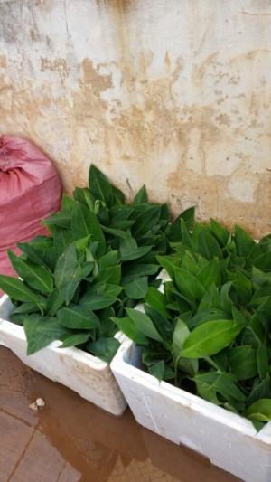 Mô hình trồng chuối trái vụ và kỹ thuật điều khiển chuối ra quả trái vụ