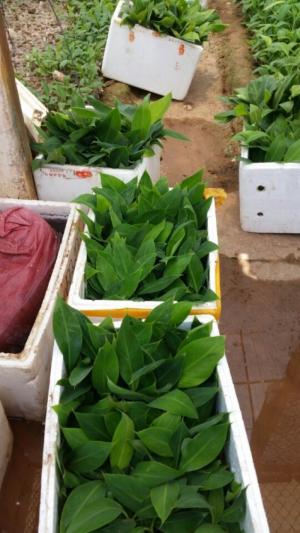 Mô hình trồng chuối trái vụ và kỹ thuật điều khiển chuối ra quả trái vụ