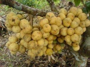 Cây giống bòn bon, cây giống dâu da đất, giống cây bòn bon, giống cây dâu da đất. LH 0961284001