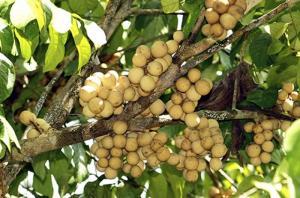 Cây giống bòn bon, cây giống dâu da đất, giống cây bòn bon, giống cây dâu da đất