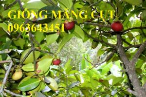 Chuyên cây giống bưởi lùn Tứ Xuyên, bưởi tứ quý, cây dâu da đất, cây bòn bon, cây măng cụt chuẩn F1