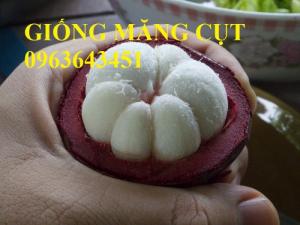 Chuyên cây giống bưởi lùn Tứ Xuyên, bưởi tứ quý, cây dâu da đất, cây bòn bon, cây măng cụt chuẩn F1