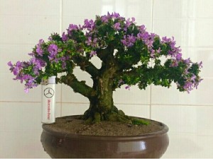 Cây linh sam hạt gạo