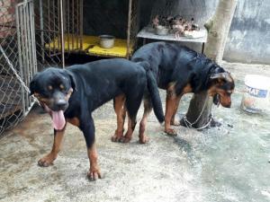 phối Rott dòng đại 75kg