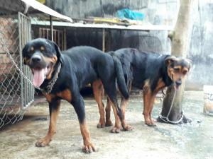 phối Rott dòng đại 75kg