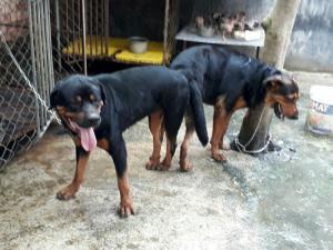 phối Rott dòng đại 75kg