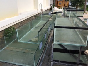 Bán hệ thống bể cá nhà hàng