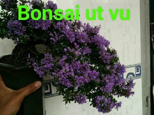 Bonsai mini linh sam 86