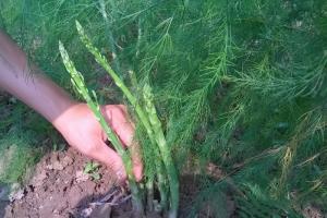 Cây giống măng tây, hạt giống măng tây, măng tây xanh, hạt măng tây tím