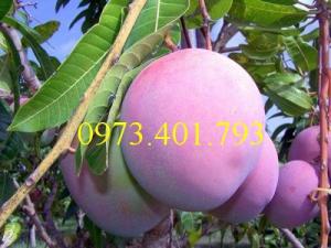 Giống cây xoài tím, xoài tím, cây xoài, cây xoài tím, kĩ thuật trồng xoài tím