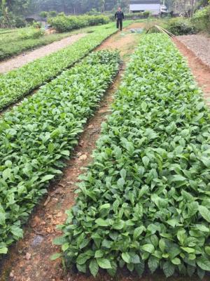 Cây giổi, giống cây giổi, cây giống giổi, cây giổi giống, cây hạt giổi, số lượng lớn.