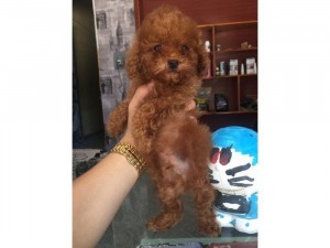 Chó cảnh poodle