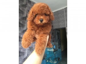 Chó cảnh poodle