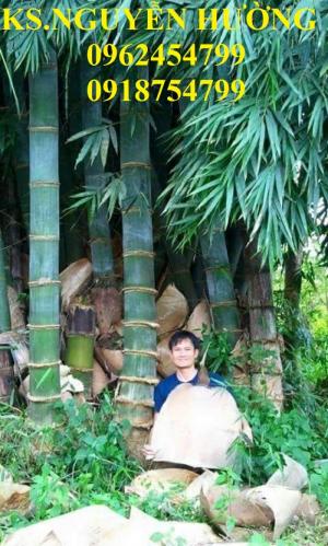 Giống cây tre khổng lồ, tre thái lan, cây tre khổng lồ thái nhập khẩu,uy tín