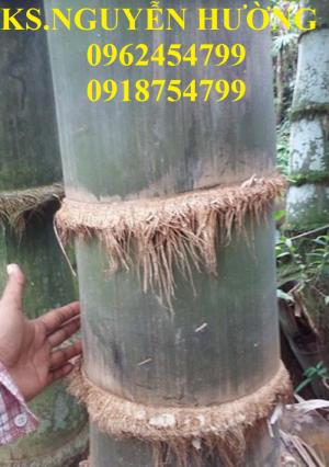 Giống cây tre khổng lồ, tre thái lan, cây tre khổng lồ thái nhập khẩu,uy tín