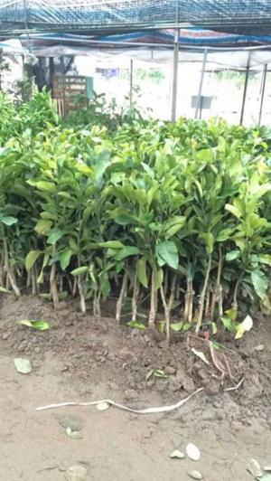 Bưởi lùn tứ xuyên, cây giống bưởi lùn tứ xuyên, giống cây bưởi lùn tứ xuyên, cây giống bưởi tứ xuyên