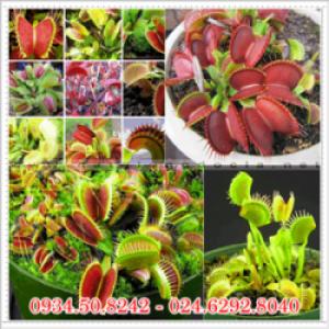 Sỉ lẻ hạt giống hoa