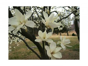 Cây mộc lan hoa trắng