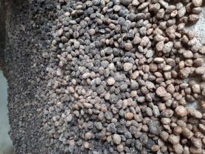 Hạt giống cây sâu số lượng lớn