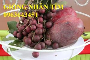 Chuyên cây nhập mới lạ: chanh máu, chanh Úc, nhãn không hạt, nhãn hạt lép, Nhãn tím chuẩn.
