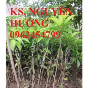 Cung cấp giống cây sapuche (sa pu chê), sapoche, saboche, hồng xiêm ruột đỏ, uy tín
