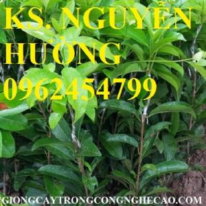 Cung cấp giống cây sapuche (sa pu chê), sapoche, saboche, hồng xiêm ruột đỏ, uy tín