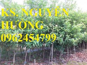 Cung cấp giống cây sapuche (sa pu chê), sapoche, saboche, hồng xiêm ruột đỏ, uy tín