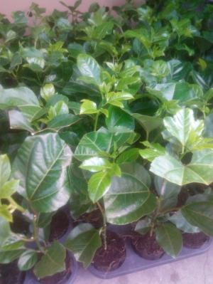 Bán cây giống chanh dây tím Đài Nông