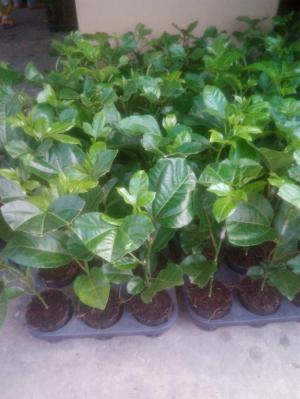Bán cây giống chanh dây tím Đài Nông