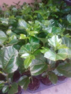 Bán cây giống chanh dây tím Đài Nông