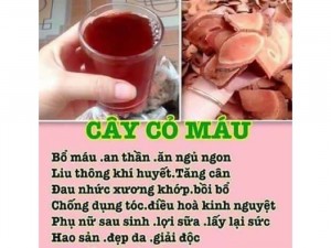 Cỏ máu tăng cân