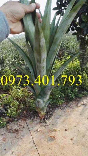 Chuyên cung cấp cây giống dứa khổng lồ giá rẻ