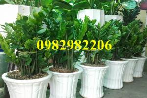 Cây Nội Thất - Cây Kim Tiền Cỡ Lớn
