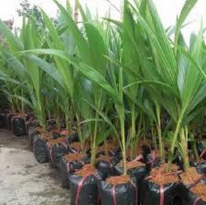Cây giống dừa xiêm lùn, giống cây dừa xiêm lùn, dừa xiêm xanh lùn, chuẩn giống.