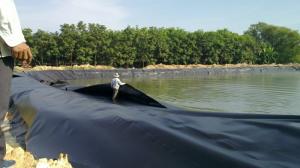 Bạt HDPE - Nuôi Tôm, Nuôi Cá Bạt HDPE - Nuôi Tôm, Nuôi Cá