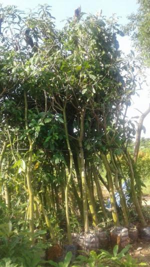 Lộc vừng cao khoảng 2.5m