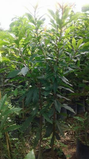 Lộc vừng cao khoảng 1.5m